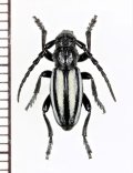 ヒサゴカミキリの一種　Iberodorcadion neilense villosladense　♂　スペイン