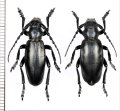 ヒサゴカミキリの一種　Dorcadion aethiops　ペア　チェコ