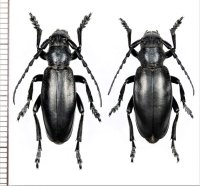 ヒサゴカミキリの一種　Dorcadion aethiops　ペア　チェコ