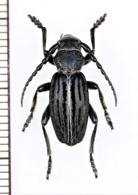ヒサゴカミキリの一種　Dorcadion striolatum　♂　ジョージア