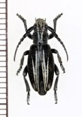 ヒサゴカミキリの一種　Iberodorcadion abulense granulipenne　♀　スペイン