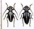 ヒサゴカミキリの一種　Dorcadion pedestre　ペア　チェコ