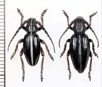 ヒサゴカミキリの一種　Dorcadion pedestre　ペア　チェコ