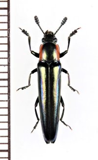 コメツキモドキの一種　 Languriidae species　ベトナム北東部