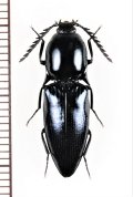 コメツキムシの一種　Elateridae species　♂　ベトナム北中部