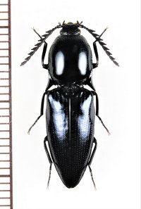 コメツキムシの一種　Elateridae species　♂　ベトナム北中部