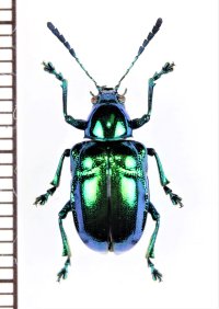 ハムシの一種　Platycorynus sp.　 ベトナム北東部