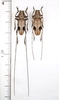 コゲチャフタモンヒゲナガカミキリ　ペア　西表島