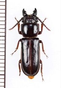 サキシマニセクワガタカミキリ　♂　西表島