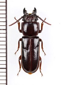 サキシマニセクワガタカミキリ　♂　西表島