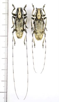 キンケビロウドカミキリ　大型ペア　西表島
