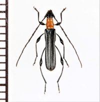 チュウジョウクビアカモモブトホソカミキリ　♂　西表島