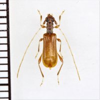 リュウキュウメダカアメイロカミキリ　♀　西表島