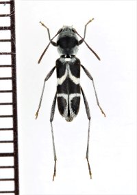 イシガキチュウジョウトラカミキリ　西表島