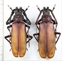 コゲチャトゲフチオオウスバカミキリ　大型ペア　西表島