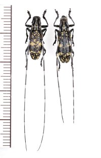 キマダラヒメヒゲナガカミキリ　ペア 　西表島