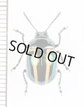ハムシの一種　Chrysomeridae species　ペルー