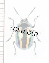 ハムシの一種　Chrysomeridae species　ペルー