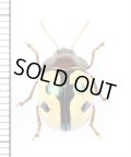 ハムシの一種　Chrysomeridae species　ペルー