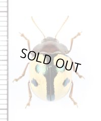 ハムシの一種　Chrysomeridae species　ペルー