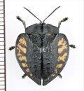 ブローチハムシの一種　Stolas pleurosticha　ペルー