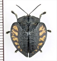 ブローチハムシの一種　Stolas pleurosticha　ペルー