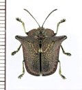 ブローチハムシの一種　Omocerus tenebrosus　ペルー