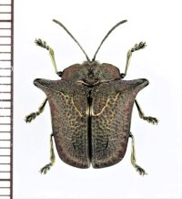 ブローチハムシの一種　Omocerus tenebrosus　ペルー