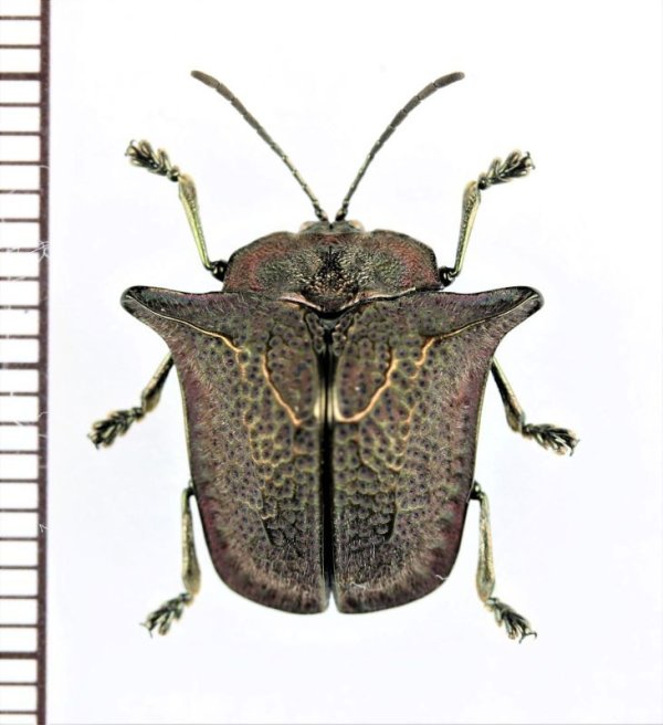 画像1: ブローチハムシの一種　Omocerus tenebrosus　ペルー