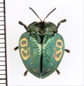 ブローチハムシの一種　Stolas discoides　ペルー