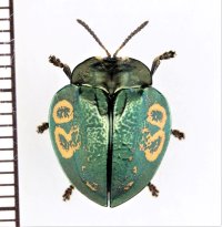 ブローチハムシの一種　Stolas discoides　ペルー