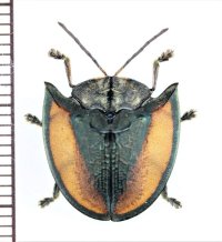 ブローチハムシの一種　Dorynota electa　♂　ペルー