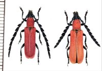マツダクスベニカミキリ　ペア 　石垣島