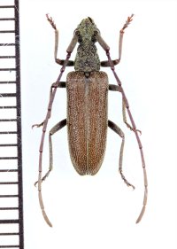 イシガキケブトハナカミキリ　♂　石垣島