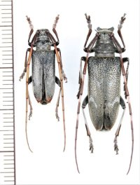 イシガキフトカミキリ　大型ペア　石垣島