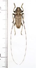 イシガキビロウドカミキリ　♂　石垣島