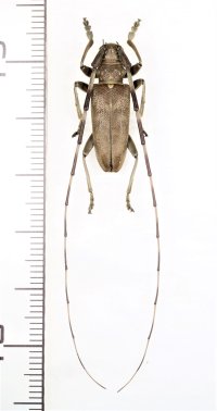 イシガキビロウドカミキリ　♂　石垣島