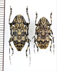 アシナガゴマフカミキリ　ペア　伊良部島
