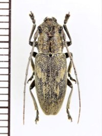 サキシマウスアヤカミキリ　♀　宮古島