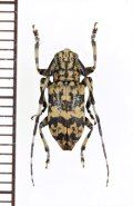 アシナガゴマフカミキリ　♂　池間島