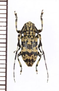 アシナガゴマフカミキリ　♂　池間島