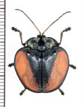 ブローチハムシの一種　Cyclosoma sp.　ペルー