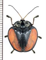 ブローチハムシの一種　Cyclosoma sp.　ペルー