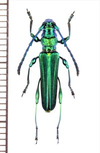 カミキリムシの一種　Phrosyne viridis　マダガスカル