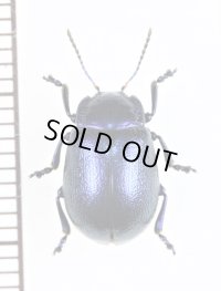 ハムシの一種　Chrysolina sp.　ウクライナ