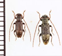カズラアトモンチビカミキリ　名義タイプ亜種　ペア　  沖縄本島