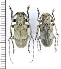 ベニモンゴマフカミキリ　特大ペア　♂20.5mm♀19.5mm　沖縄本島