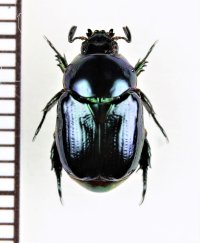 コガネムシの一種　Ruterinae species　ペルー
