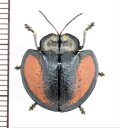 ブローチハムシの一種　Agenysa sp.　ペルー