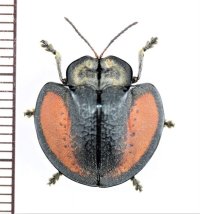 ブローチハムシの一種　Agenysa sp.　ペルー
